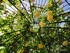 Rose dome