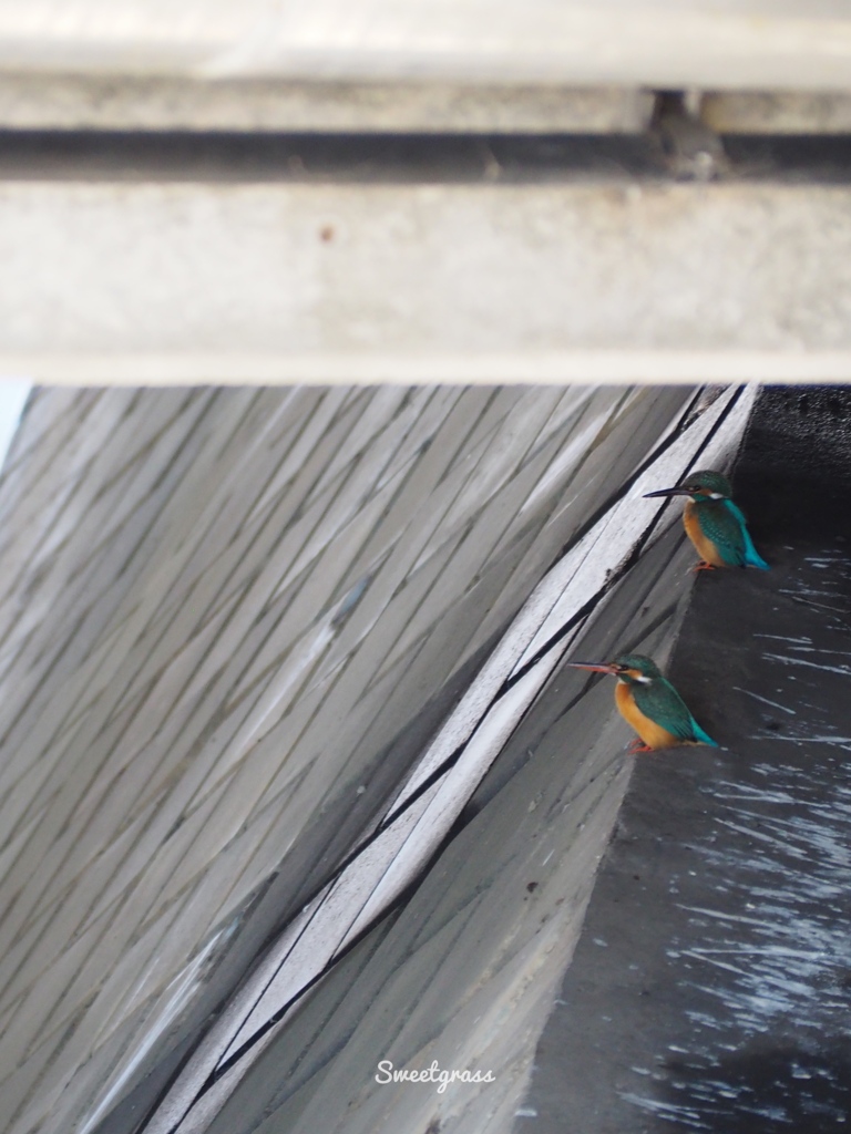 Lovers under the bridge