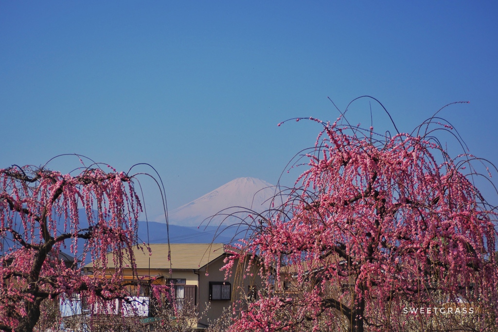 A scene of everyday life with Mt. Fuji