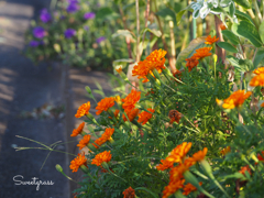 Flower bed
