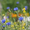 Sapphires in the field