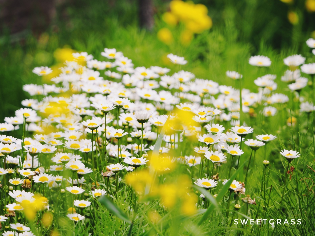 To live tough like wildflowers