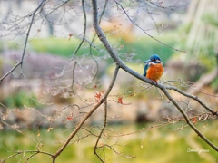 Theater of the kingfisher 