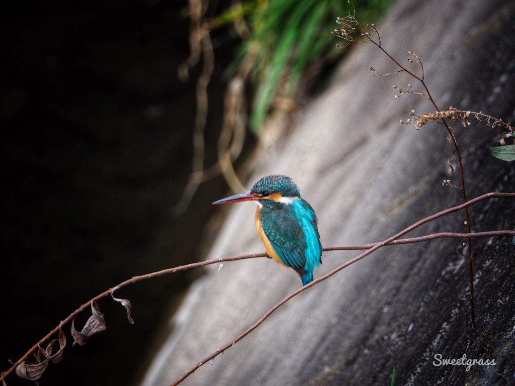 Once in the lifetime meeting