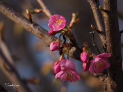 Presence of spring