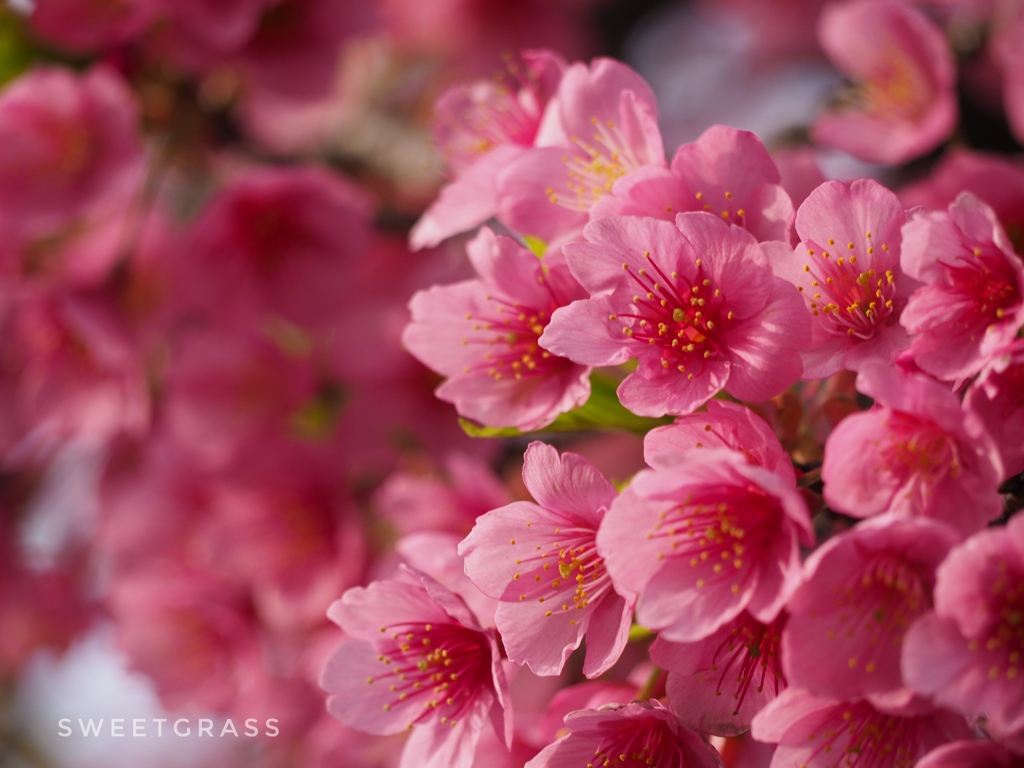 In full bloom