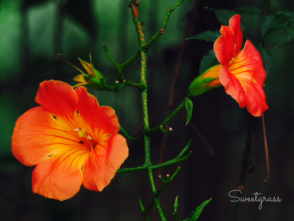 Tropical feel