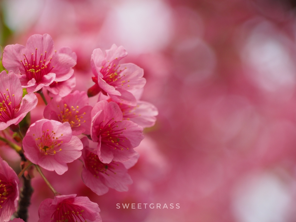 The coming of spring