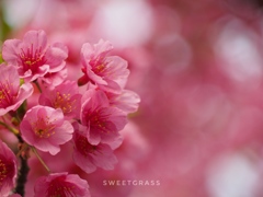 The coming of spring