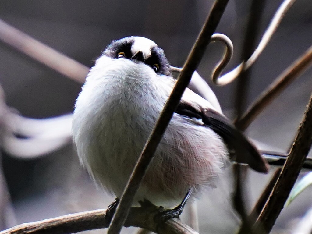 ふっくらと　エナガ