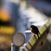 俺の定位置　ジョウビタキ