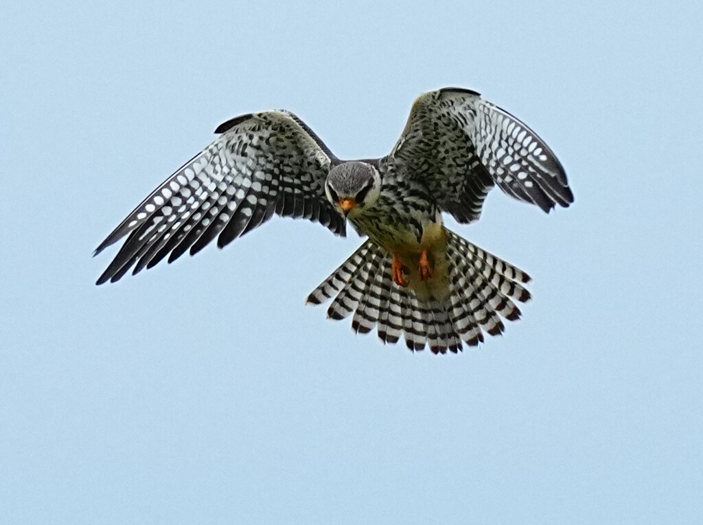 アカアシチョウゲンボウ