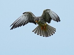 アカアシチョウゲンボウ