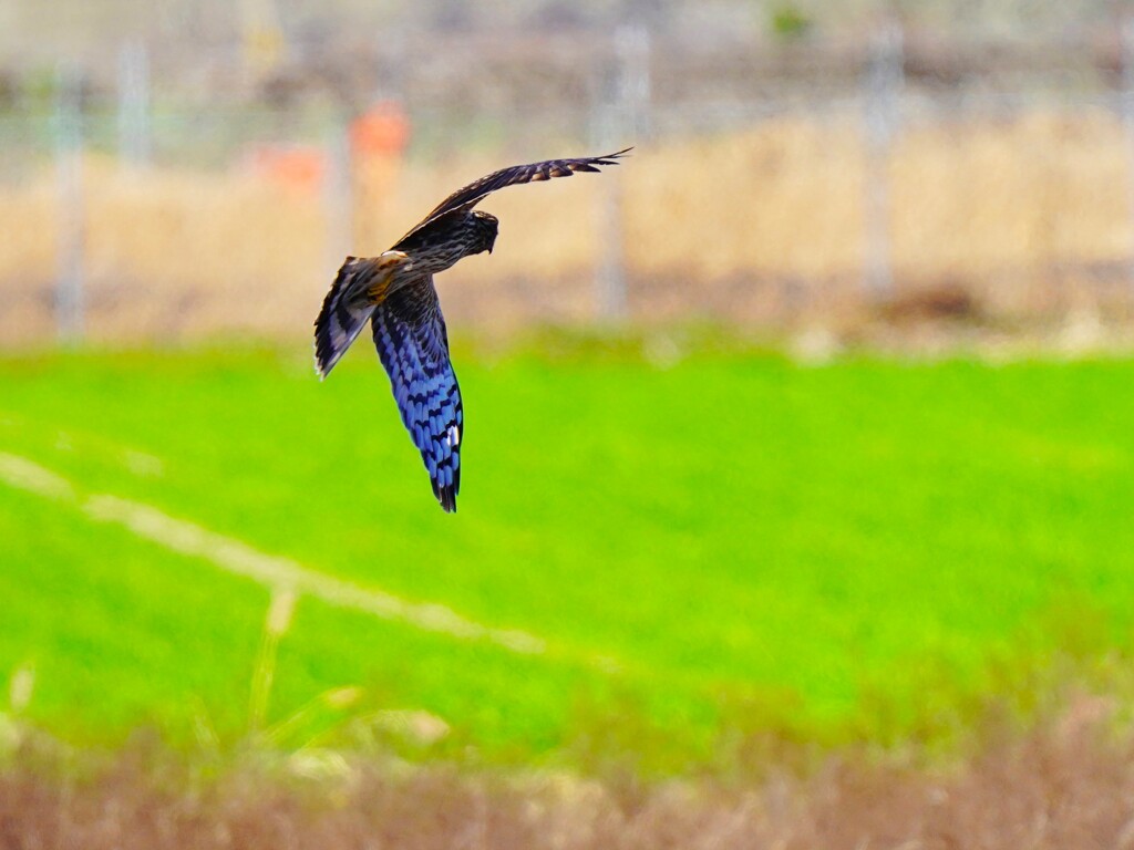 ハイイロチュウヒの狩り
