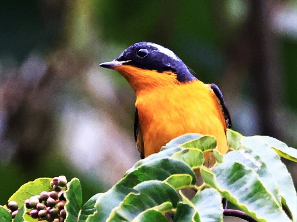 ムギマキ　CR5B8780 (2)