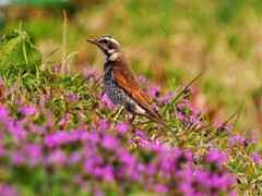 お花畑をお散歩　ツグミ