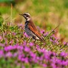 お花畑をお散歩　ツグミ