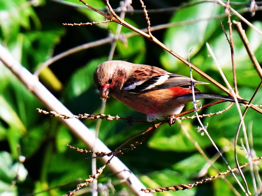 食事中　ベニマシコ