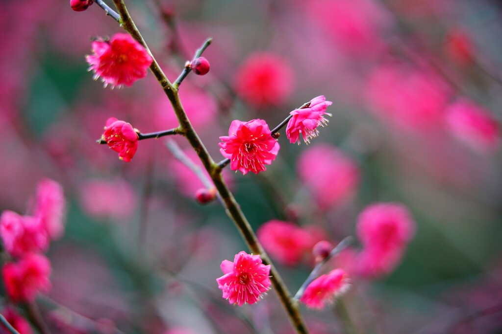 紅梅