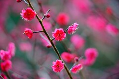 紅梅