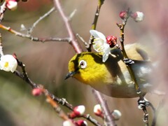 梅の花と並んで　メジロ
