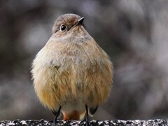 ふっくらドレス　ジョビ子さん