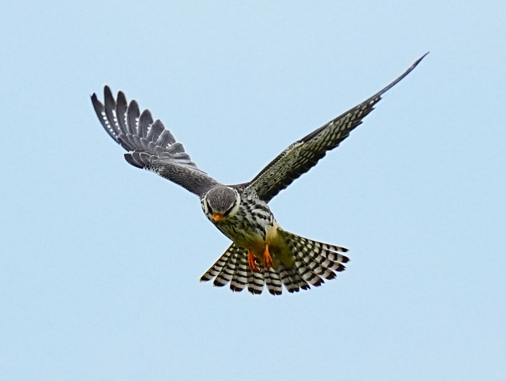 アカアシチョウゲンボウ