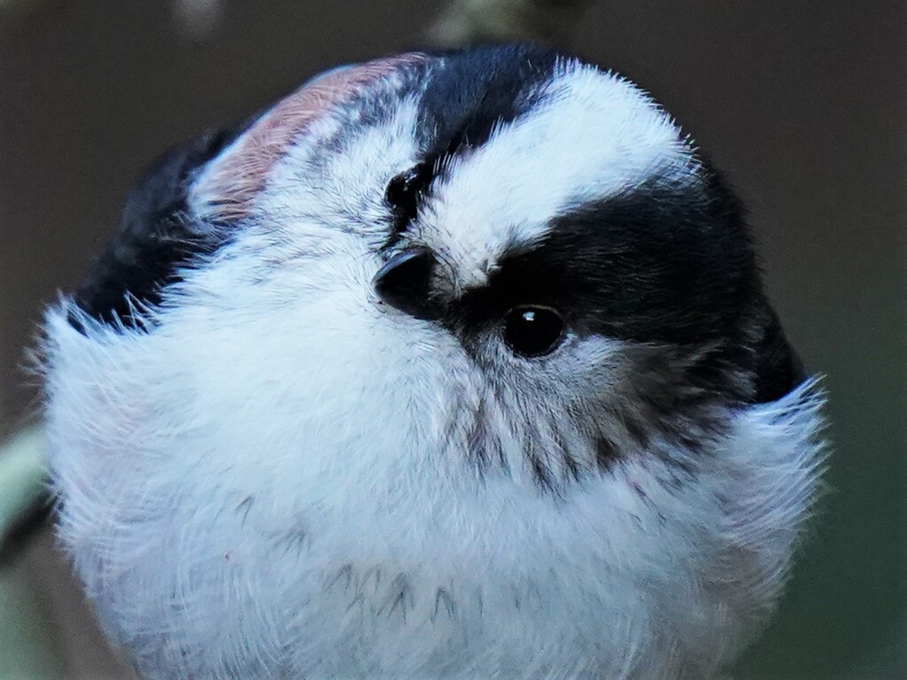 見上げないで・・