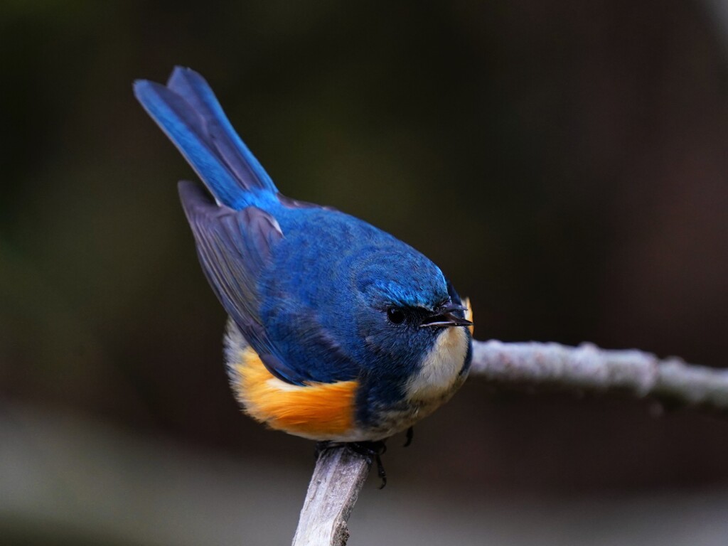 地鳴き　ルリビタキ