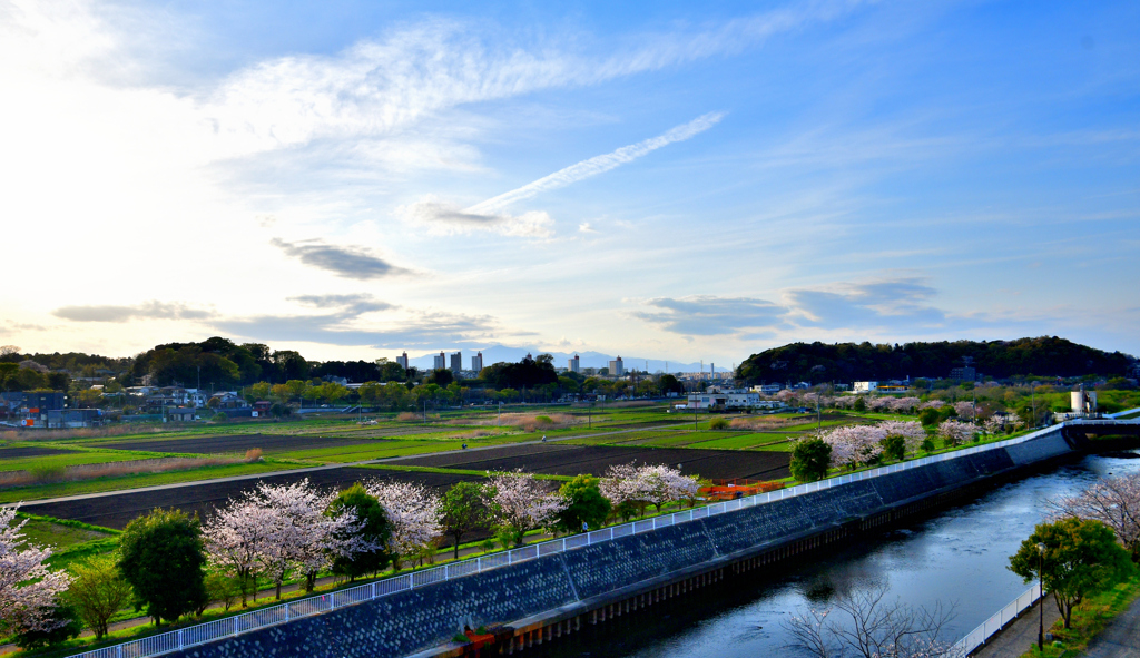 春 爛漫　DSC_3024