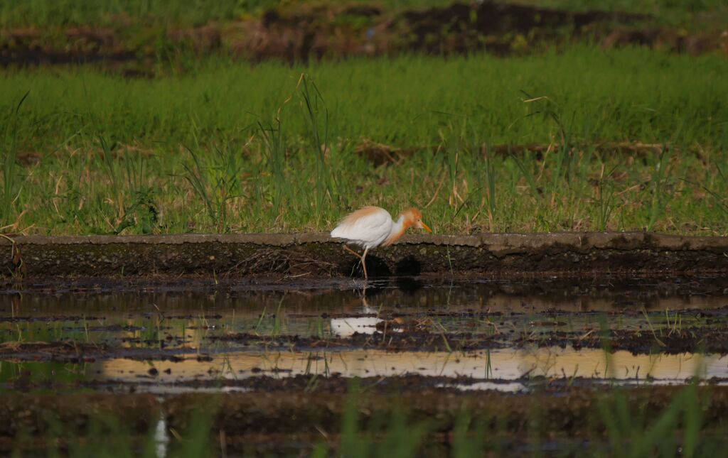 アマサギ　P1650531