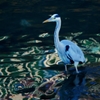 青鷺　P1630187