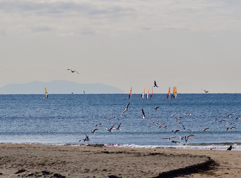 湘南の海　DSC_8329