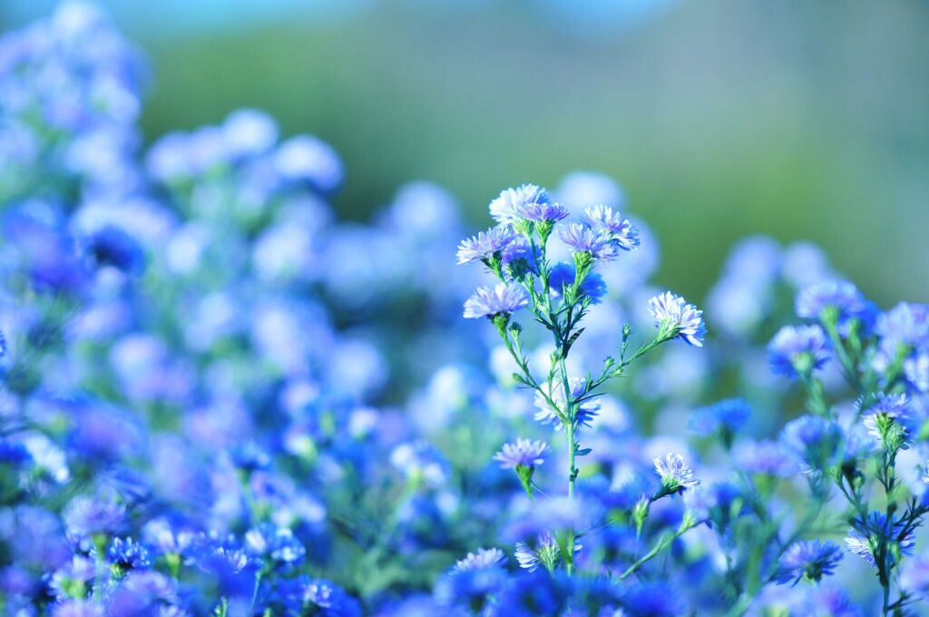散歩　青い花　DSC_9856