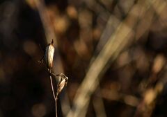 春の足音_DSC2635