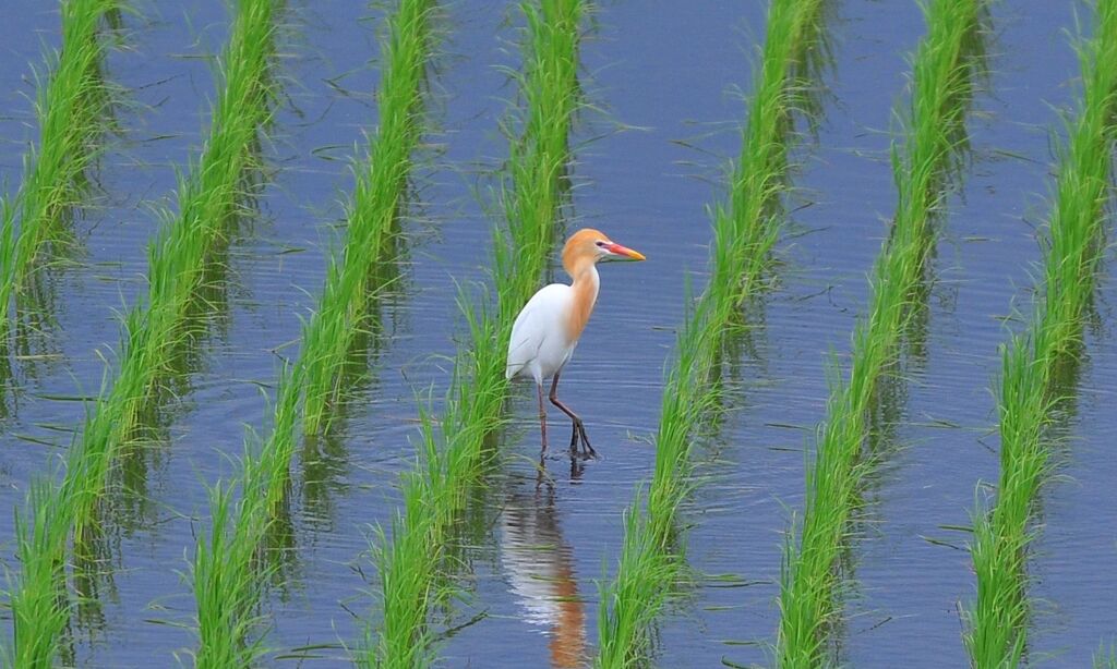 アマサギ DSC_1001a