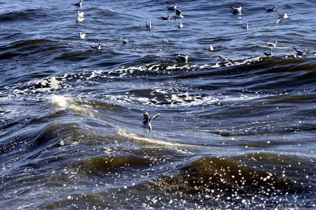 湘南の海_DSC6526