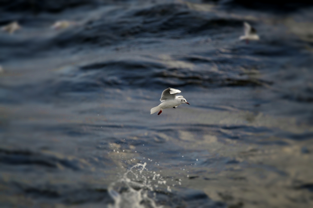 湘南の海　_DSC6204