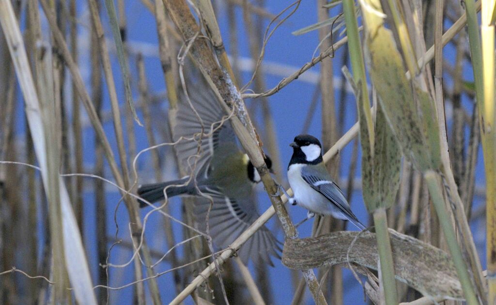 シジュウカラ__DSC5834