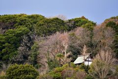 散歩　冬の里山　_DSC2489