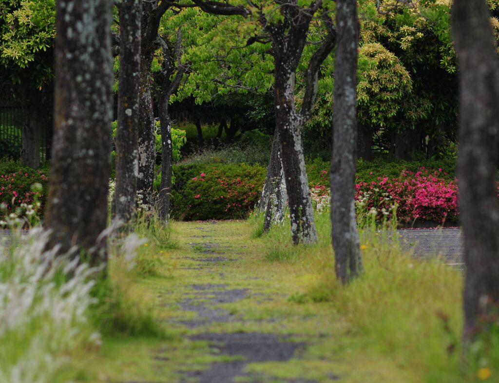 公園　DSC_7782