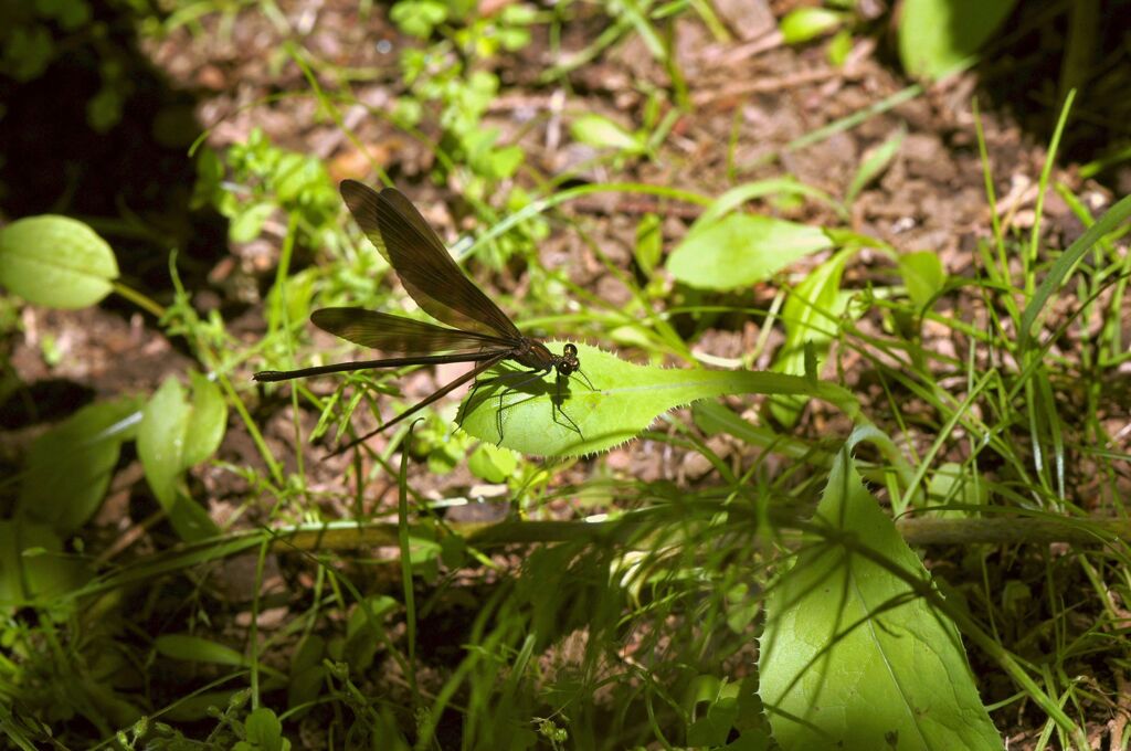 引地川親水公園（湿性植物園）散歩a2