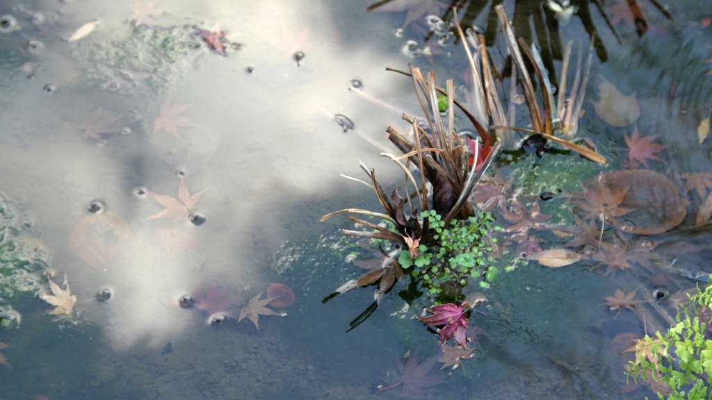 長谷寺の水鏡