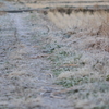 凍える草たち_DSC3051