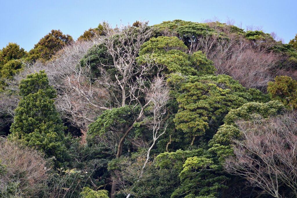 散歩　冬の里山　_DSC2490
