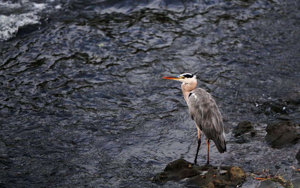 青鷺　DSC_8894