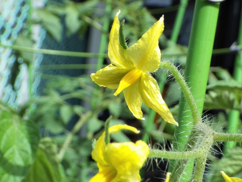 ミニトマトの花が好き