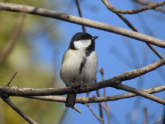 シジュウカラ