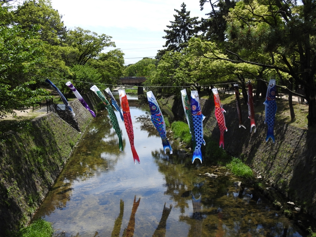 川面に映える鯉