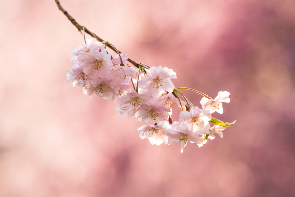 桜